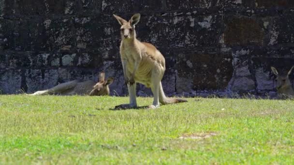 Känguru Sitzt Und Beobachtet Auf Dem Gras Australien — Stockvideo