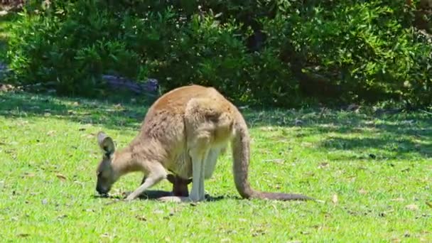 Мати Кенгуру Немовлям Сумці Їсть Траву Австралії — стокове відео