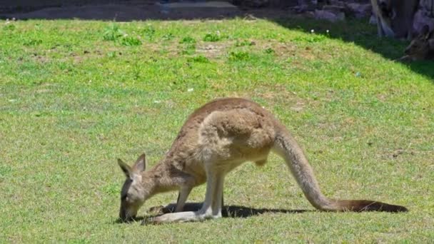 Canguro Rilassante Mangiare Erba Australia — Video Stock