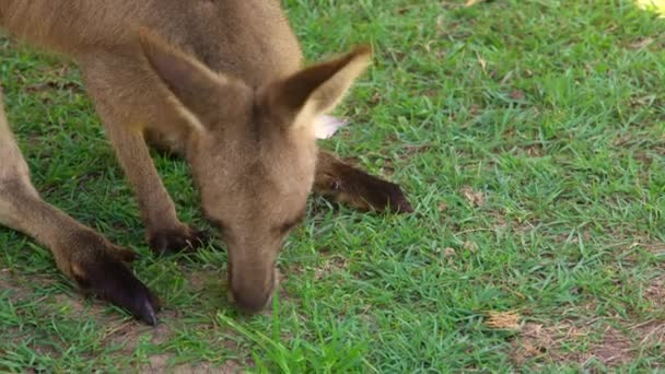 Canguru Close Comendo Grama Austrália — Vídeo de Stock