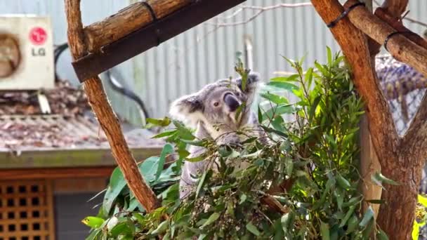 Port Macquarie Austália Novembro 2016 Koala Hospital Koala — Vídeo de Stock