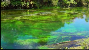 Yeni Zelanda 'daki Fenonenum Mavi Bahar Nehri