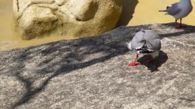 Martı Rock Abel Tasman Ulusal Parkı, Yeni Zelanda