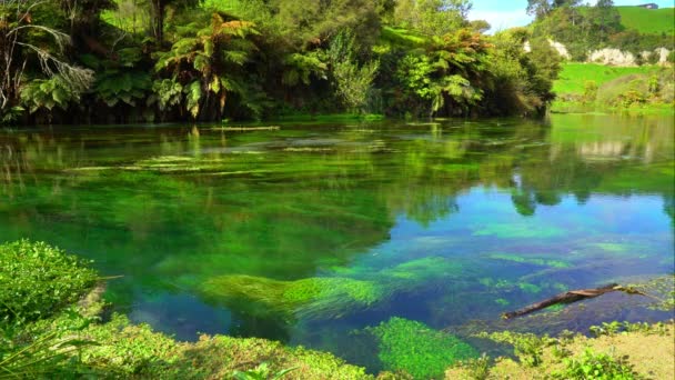 Naturaleza Fenoneno Blue Spring River Nueva Zelanda — Vídeos de Stock