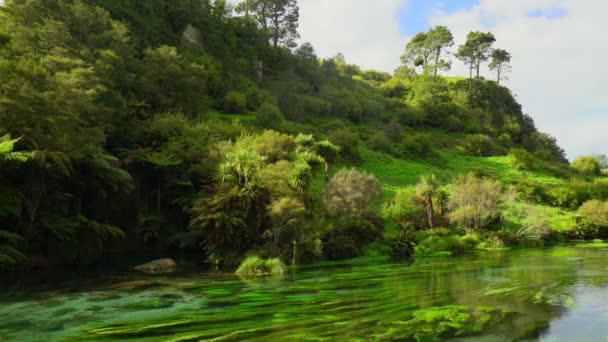 Naturen Fenonenum Blue Spring Floden Nya Zeeland — Stockvideo