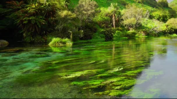 Natuur Fenonenum Blue Spring Rivier Nieuw Zeeland — Stockvideo