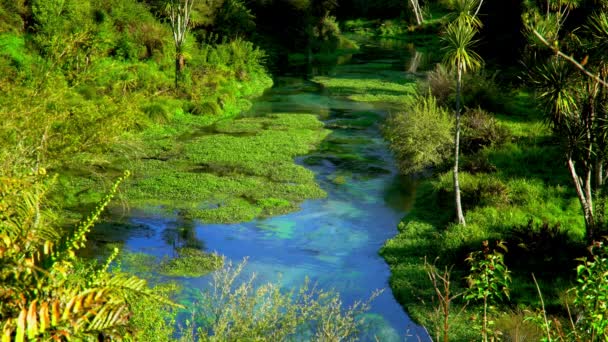 Der Nature Fenonenum Blue Spring Fluss Neuseeland — Stockvideo