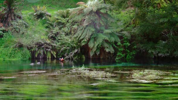Der Nature Fenonenum Blue Spring Fluss Neuseeland — Stockvideo