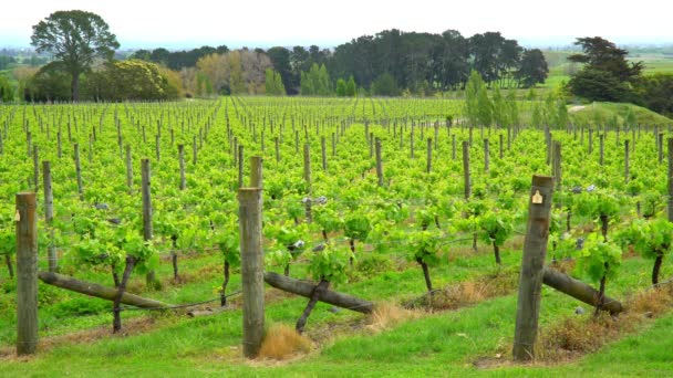 Vinagre Isla Norte Nueva Zelanda — Vídeos de Stock