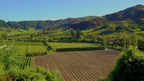 Wine Fields Woods Moutains South Island New Zealand — Stock Video