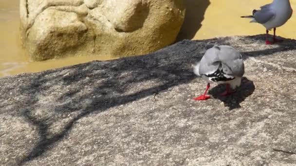 Gull Rock Parque Nacional Abel Tasman Nova Zelândia — Vídeo de Stock