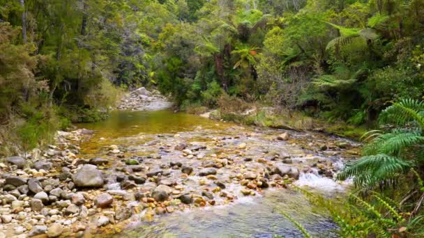Park Abel Tasman Neuseeland Creek Abel Tasman Nationalpark Neuseeland — Stockvideo