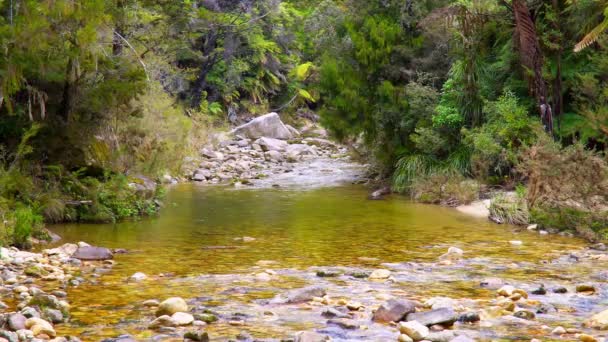 Park Abel Tasman Nieuw Zeeland Creek Abel Tasman National Park — Stockvideo