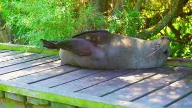 Kaikoura, Yeni Zelanda, deniz aslanı kaşıntılı yürüyüş yolu Kaikoura, Yeni Zelanda