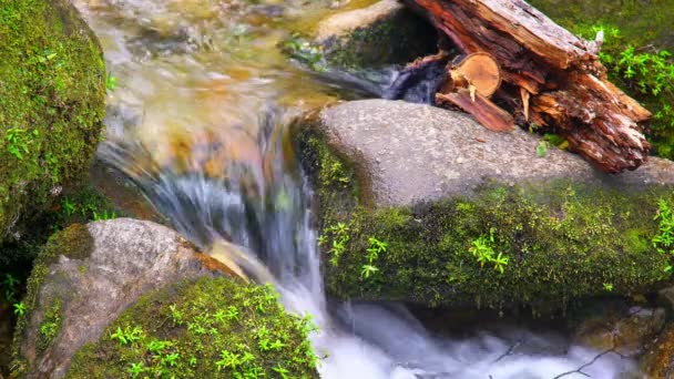 Park Abel Tasman Nova Zelândia Close Water Flowing Rocks Parque — Vídeo de Stock