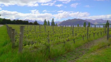 Karla kaplı şarap tarlası. Wanaka Gölü. Yeni Zelanda 'nın güneyindeki ada.
