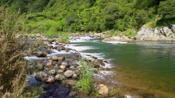 Den Dolda Whangarei Falls Nordön Nya Zeeland — Stockvideo
