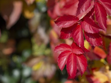 Metinler için alanı olan bulanık arkaplan ile güzel kırmızı yaprak önplanı.