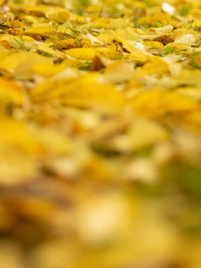 Sarı yaprakların zemini, sonbaharda doğanın arka planı, sükunet ve yansıma alanı..