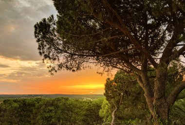 Dışarıda ağaçların yanında gün batımı, temiz hava alma kavramı, özgürlük. Altın saat. Doğal arkaplan.