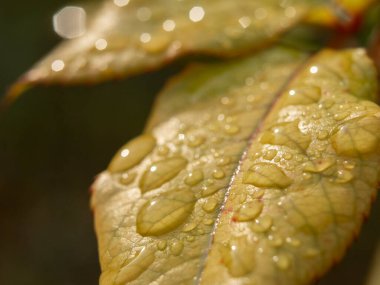 Sarı bir yaprağın üzerine yağmur damlaları. Sonbahar Yaprağındaki Makro Su Damlaları.