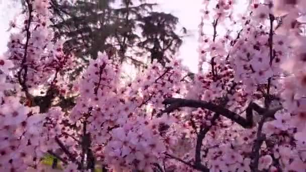 Piękny Zachód Słońca Kwitnące Drzewo Różowy Kwiat Wiśni Wiosną Nadzieja — Wideo stockowe