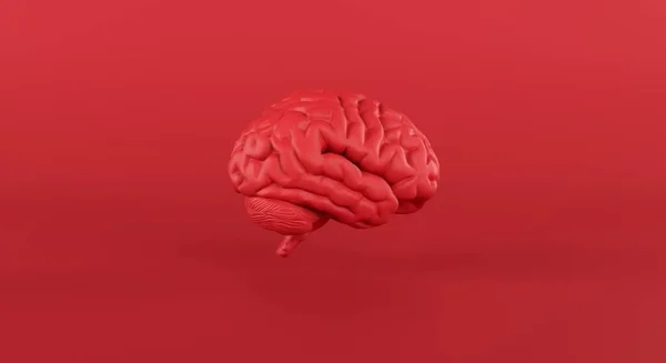Red brain in slide view on minimal studio background, thinking, passionate idea, business. 3d rendering.