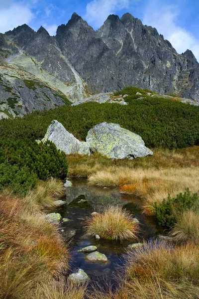 Zbojnicka chata, Alti Tatra: tappeto erboso in un piccolo lago lungo il sentiero escursionistico a Velka Studena dolina. — Foto Stock