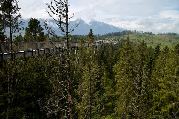 Bachledova Valley - ξύλινο μονοπάτι ανάμεσα στις κορυφές των δέντρων. Εικόνα Αρχείου