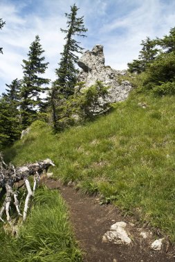 Velka Fatra, Tlsta 1373 m. n.m, Slovakya: Tlsta ağır bir şekilde ele geçirilmiş, iflas etmiş bir kireçtaşı dolomit kompleksi.