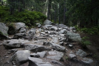 Yüksek Tatras, Mlynicka Vadisi, Slovakya: Mlynicka Vadisi 'nden Şelale Skok' a yürüyüş yolu.