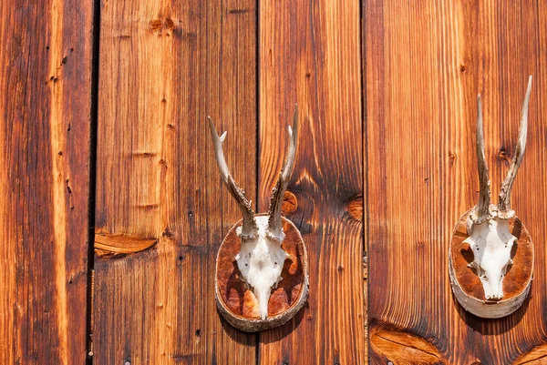 skulls of mountain goats hanging on the wall of an old Swiss mountain hut Alps Switzerland