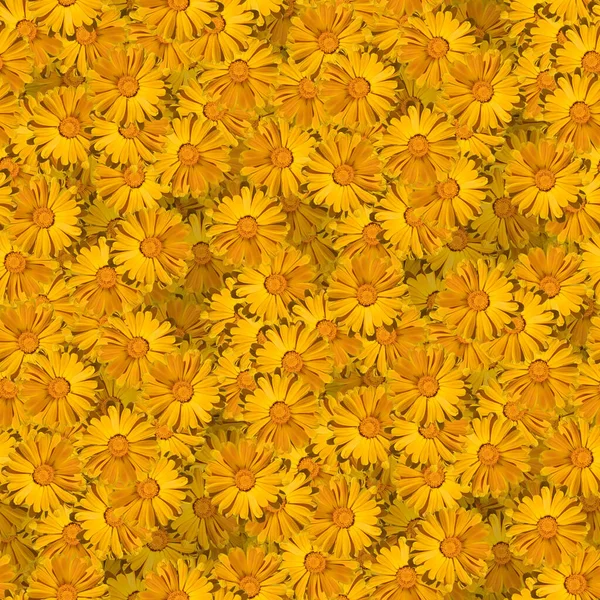 floral print collage, seamless floral pattern. the delicate orange flowers of calendula. decorative elements for design and creativity