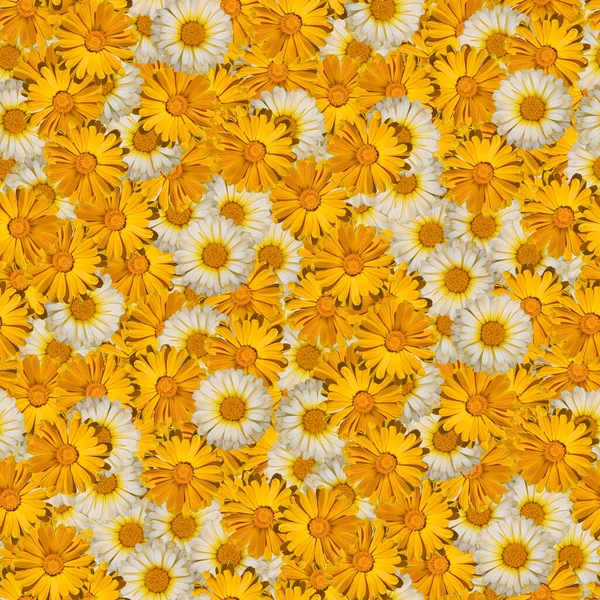 floral print collage, seamless floral pattern. the delicate orange flowers of calendula. decorative elements for design