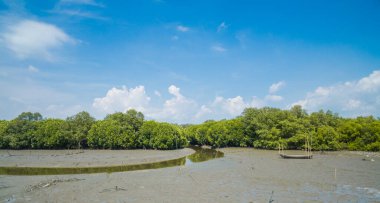 Chonburi, Tayland 'daki mangrov ormanlarının hava manzarası.