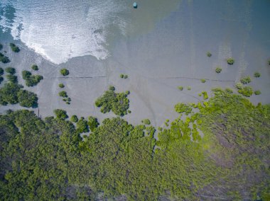 Chonburi, Tayland 'daki mangrov ormanlarının hava manzarası.
