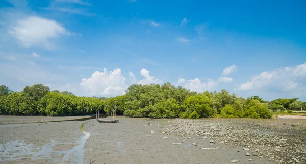 Flygfoto Över Mangroveskogen Chonburi Thailiand — Stockfoto