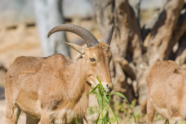 Las Ovejas Berberiscas Comen Hierba — Foto de Stock