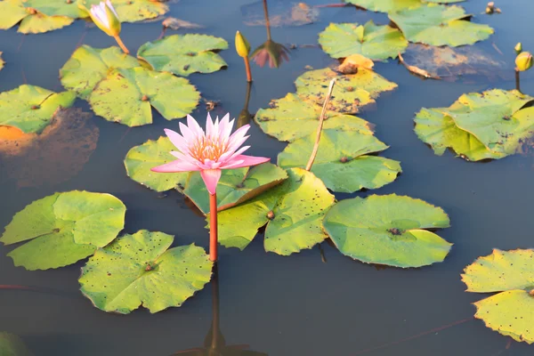 Flor de lótus rosa na lagoa — Fotografia de Stock