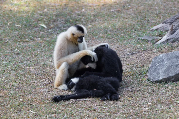 Northern white-cheeked gibbon playing with each other — Stock Photo, Image