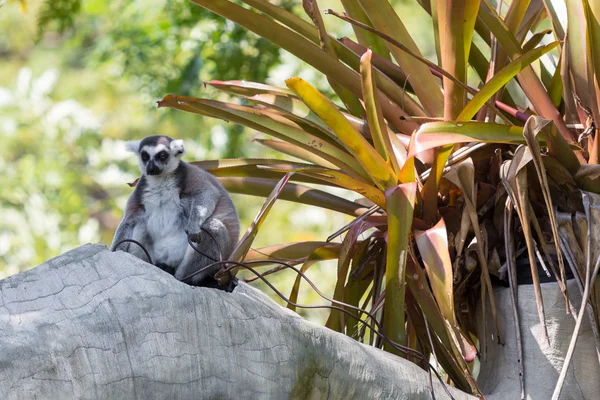 Lemur cu coadă de inel așezat pe copac — Fotografie, imagine de stoc