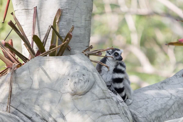 Lemur s kroužkovým ocasem sedící na stromě — Stock fotografie