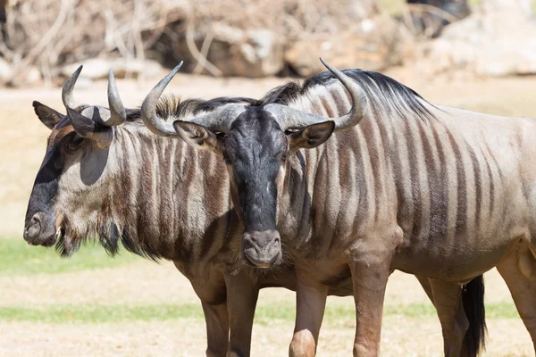 Brindled wildebeest portre — Stok fotoğraf