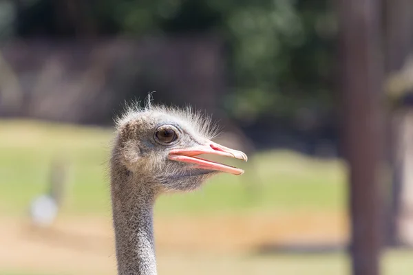 Ostrich head closeup, head right — Stock Photo, Image