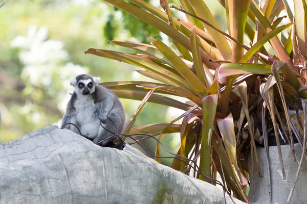 Halka kuyruklu lemur ağaçta oturuyor. — Stok fotoğraf