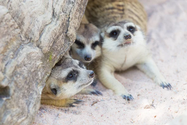 Meerkatzenfamilie unter einem Baum — Stockfoto