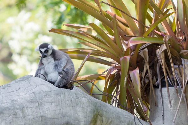 Lémure-de-cauda-anelada sentado na árvore — Fotografia de Stock