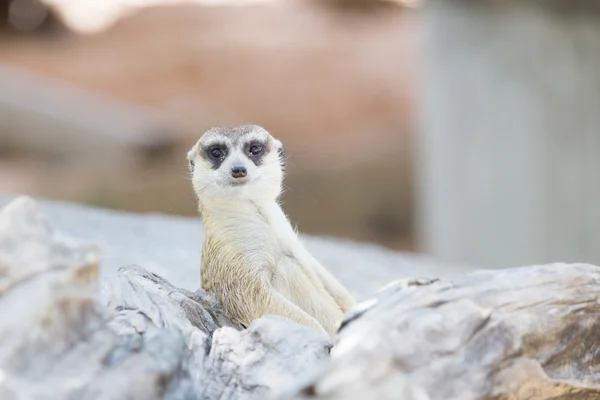 Meercat se détendre tout en gardant — Photo