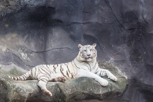 Tigre de Bengala Branco deitado no penhasco — Fotografia de Stock