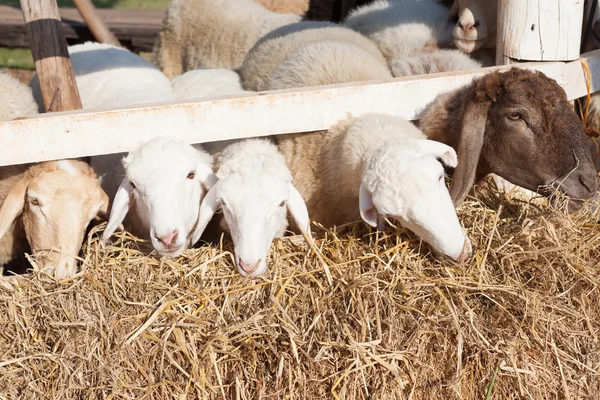 Moutons se nourrissent dans la clôture sous la lumière du soleil — Photo